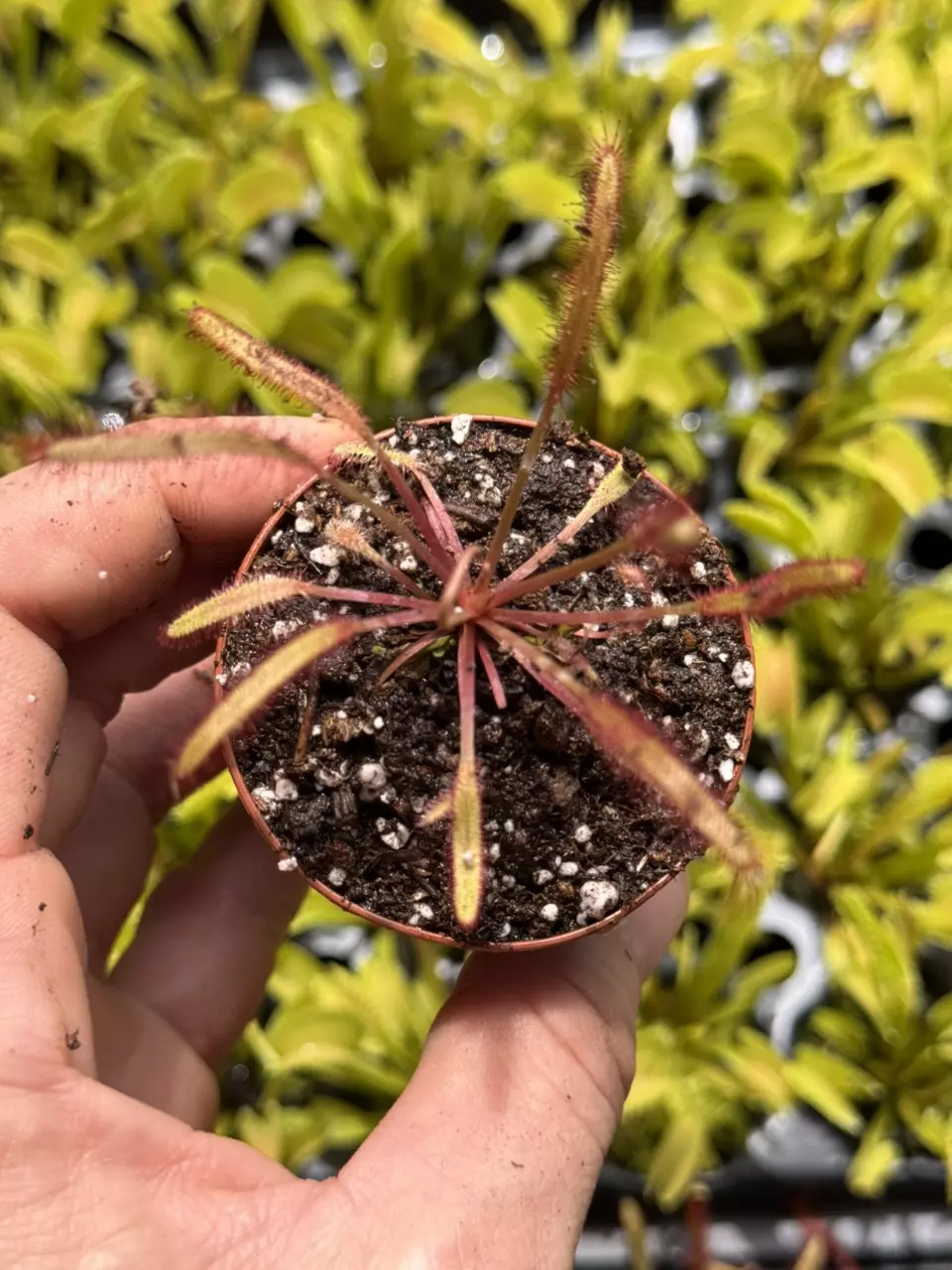 CARNIVOROUS : Dark Maroon Sundew thumbnail