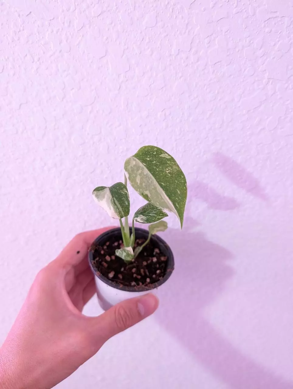 Thai Constellation 2" pot starter plant,plant plugs, indoor plants grower choice thumbnail