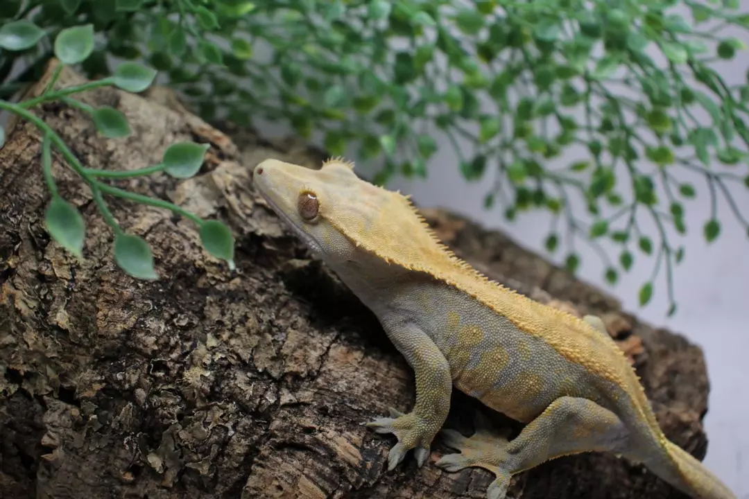 Halloween crested gecko (FEMALE) thumbnail