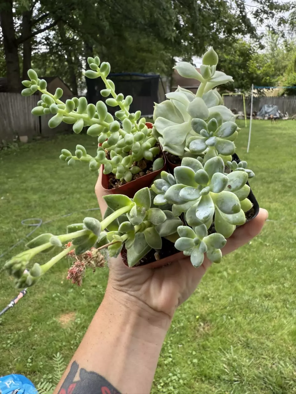 Succulent bundle 3 thumbnail