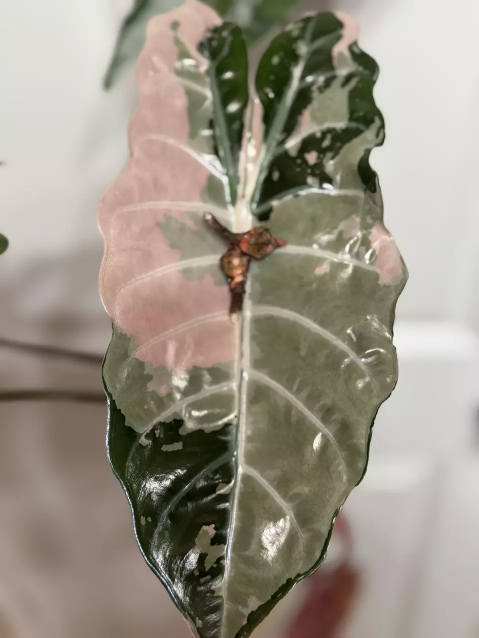 Pink Chantrieri Corms thumbnail