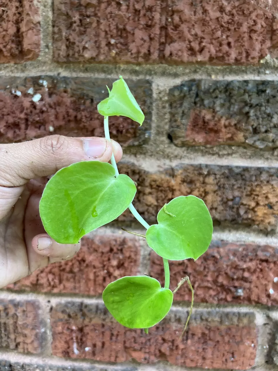 Monstera Molinae Rare- Cutting thumbnail