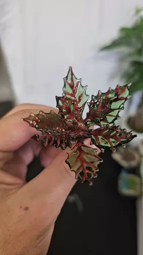 Glass euphorbia francoisii plant pal thumbnail