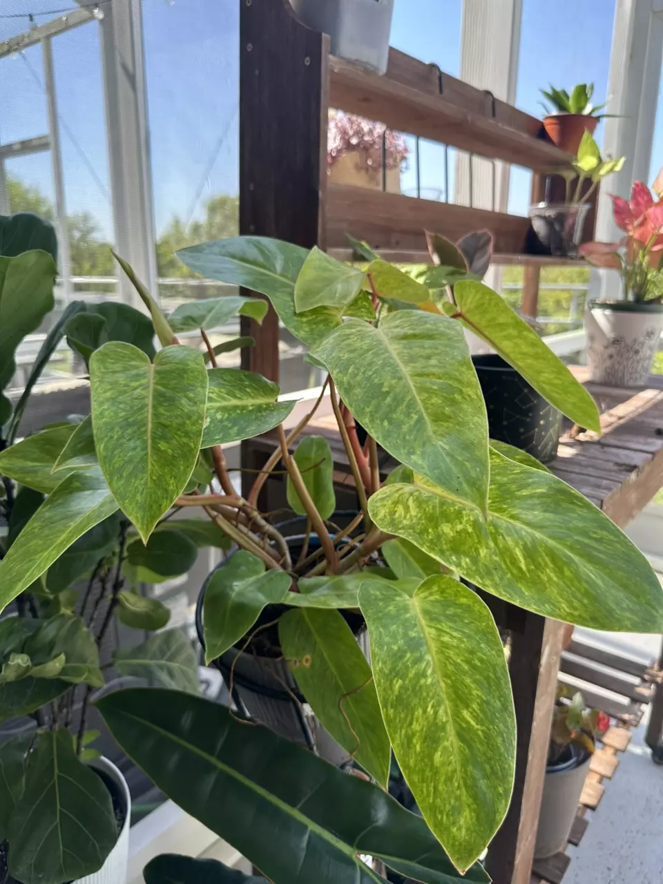 Philodendron painted lady - pre order thumbnail