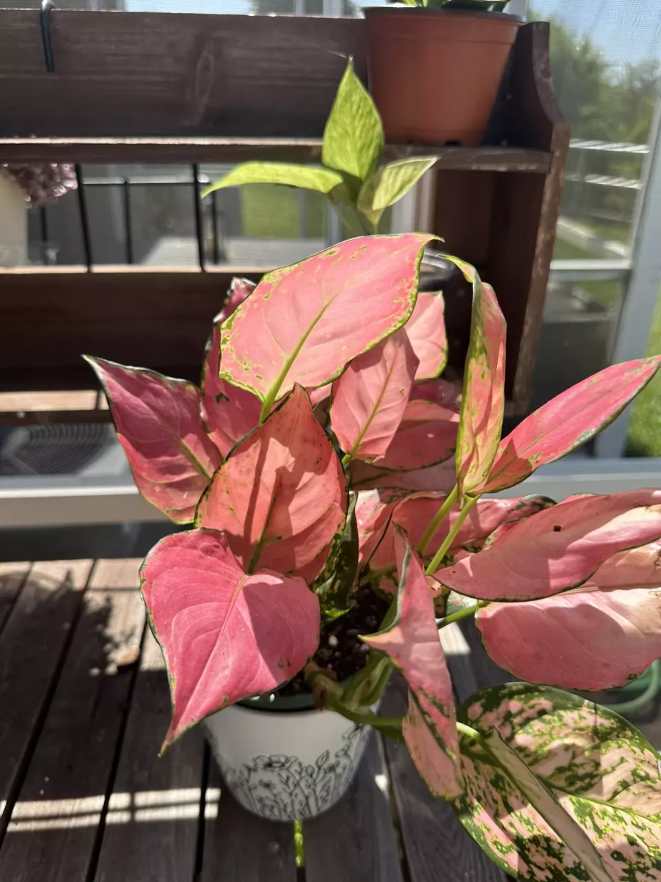 pink aglaonema thumbnail
