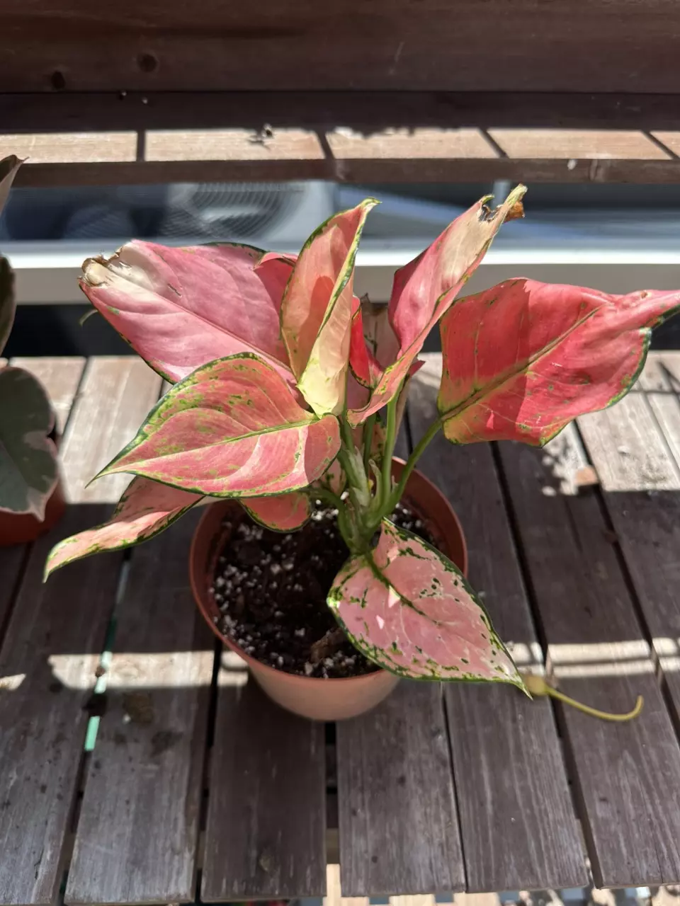 pink aglaonema thumbnail
