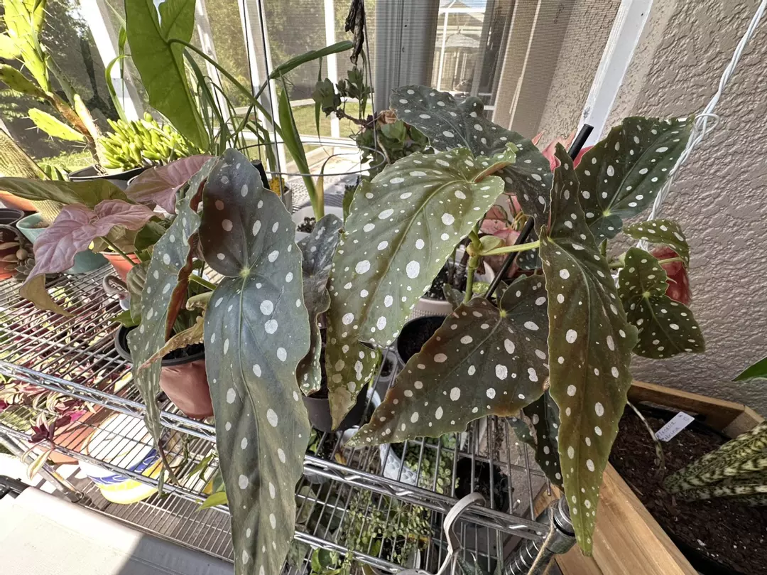 Polka dot begonia thumbnail