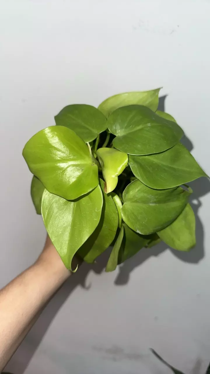 🌿 Lemon-Lime Heartleaf Philodendron – 4” Pot thumbnail