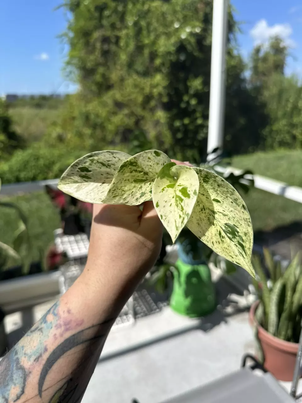 Epipremnum Snow Queen thumbnail