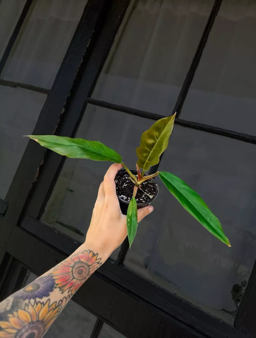 Pluto Philodendron - FREE SHIPPING thumbnail