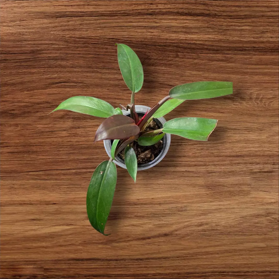 Philodendron Red Sun thumbnail