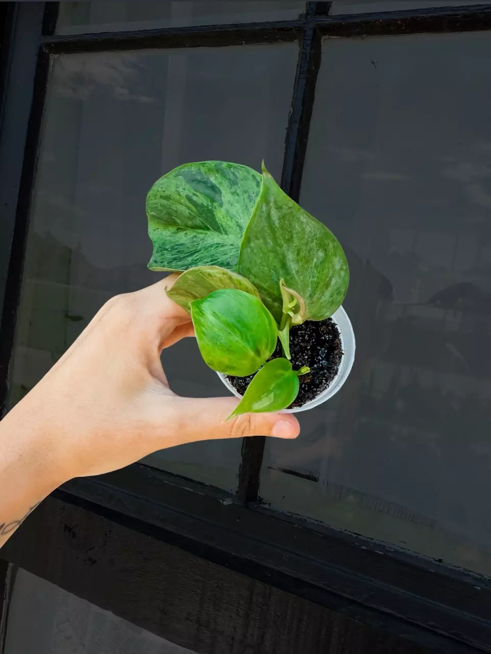 Variegated Heartleaf Philodendron - FREE SHIPPING thumbnail