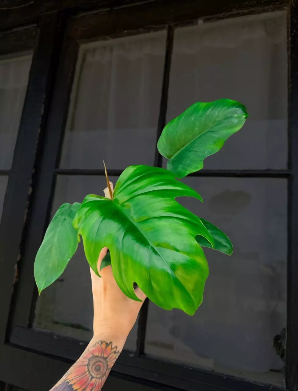 Mayoi Philodendron - FREE SHIPPING thumbnail