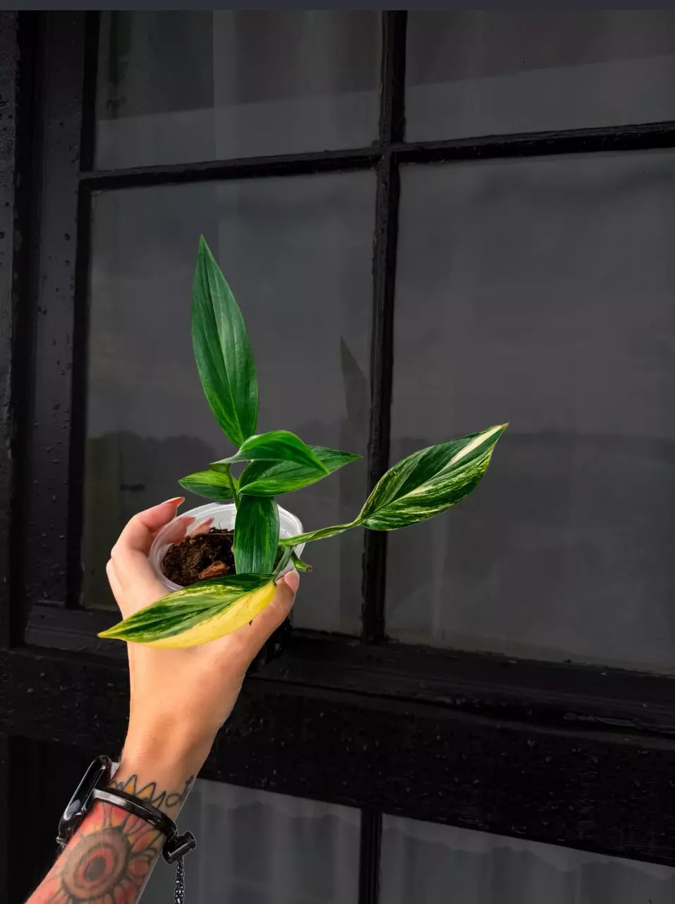 Variegated Epipremnum Amplissimum Aurea - FREE SHIPPING thumbnail