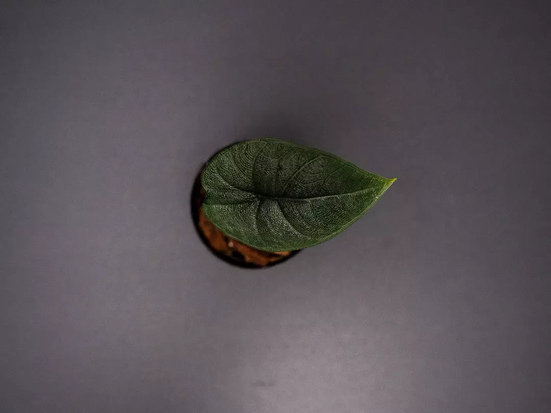 Alocasia Melo thumbnail