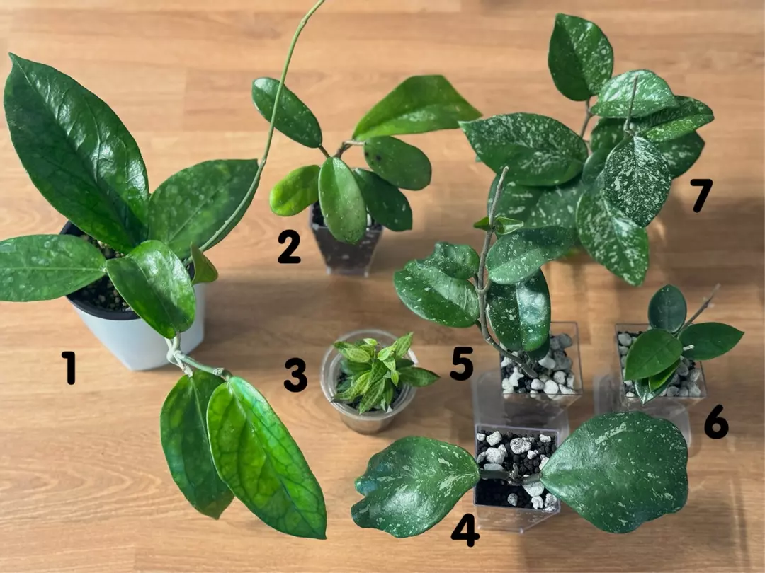 Hoya Bundle (details in description) thumbnail