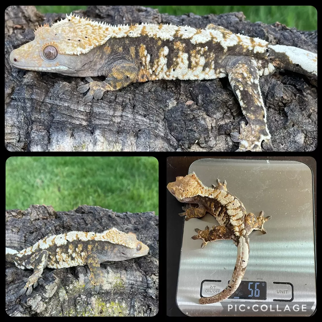 RTB lav extreme white spot thumbnail