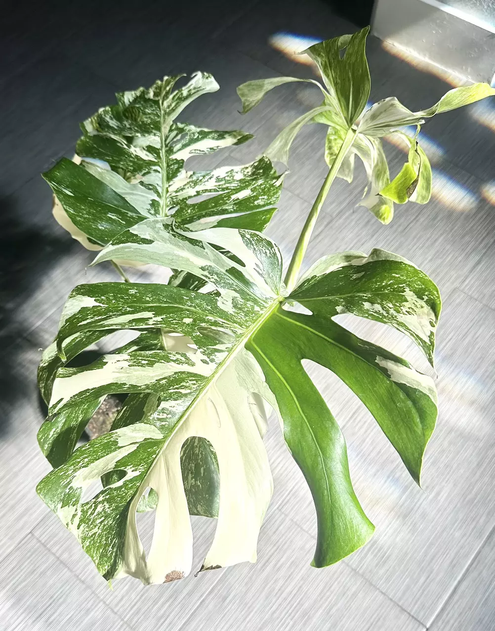 Monstera Albo in 8” Pot (Plant height ranges from 20-40” tall NOT including pot) thumbnail