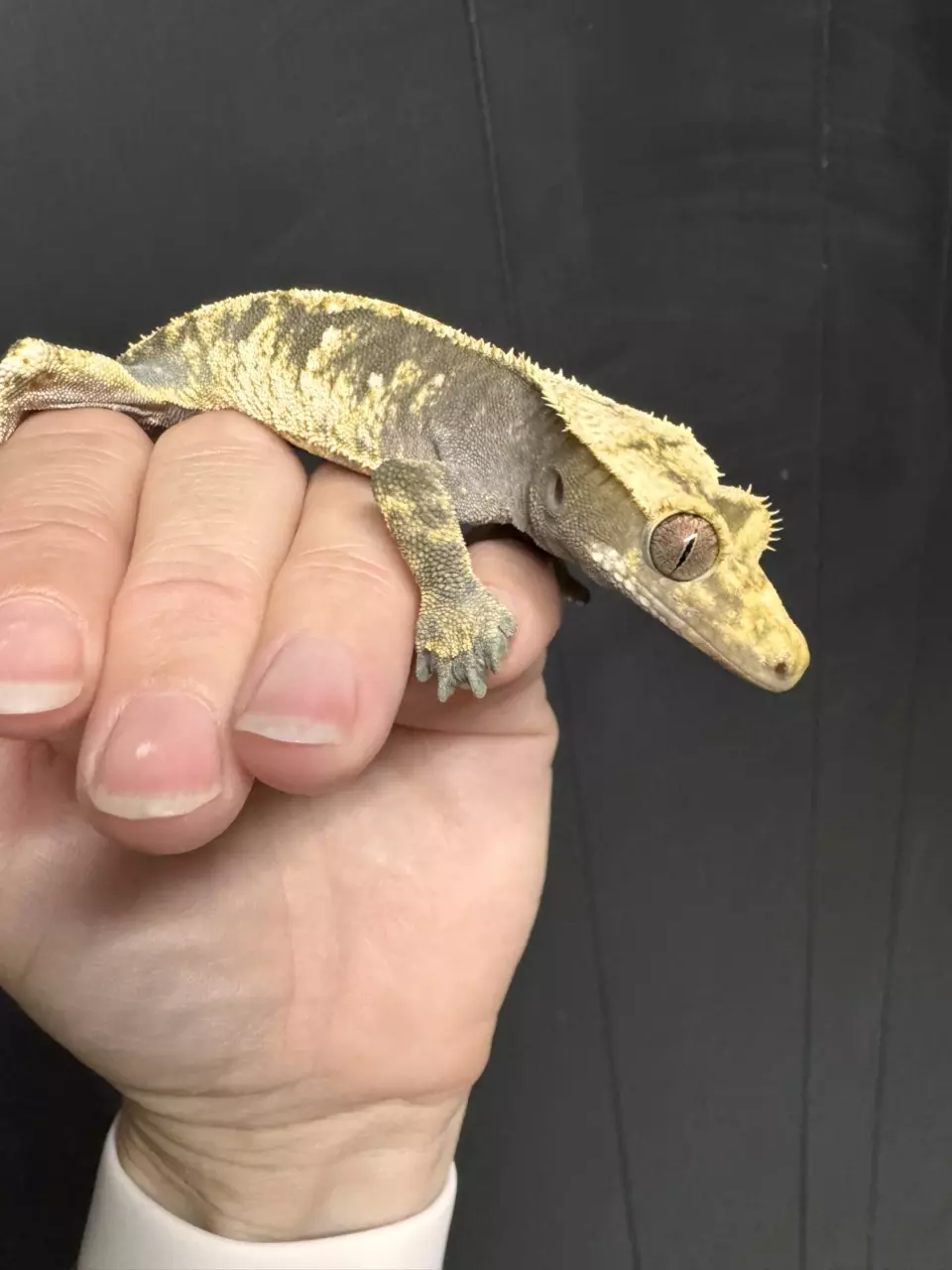 Male Harlequin Crested Gecko thumbnail