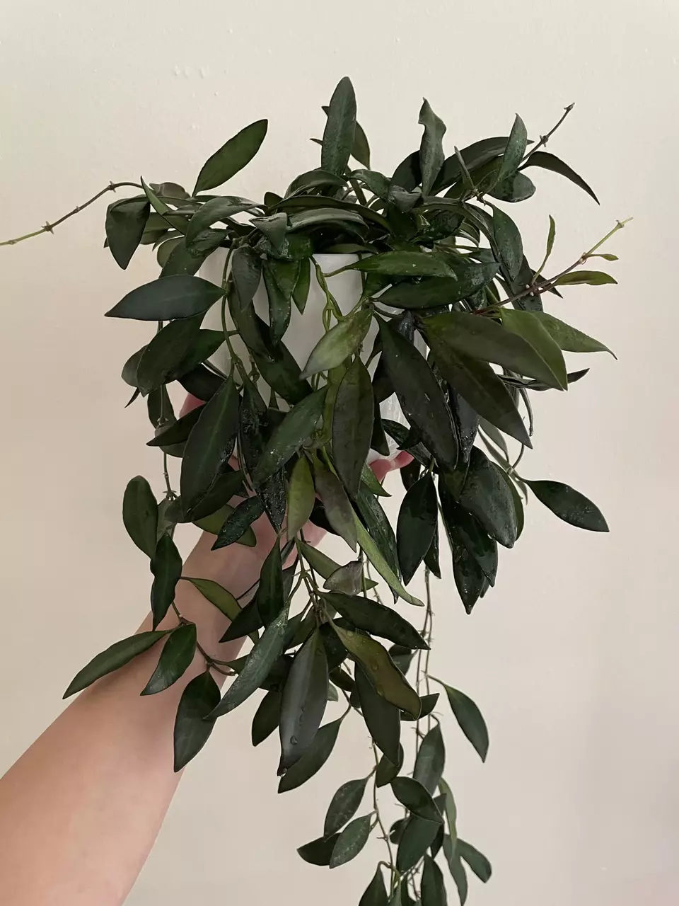 Hoya parviflora thumbnail