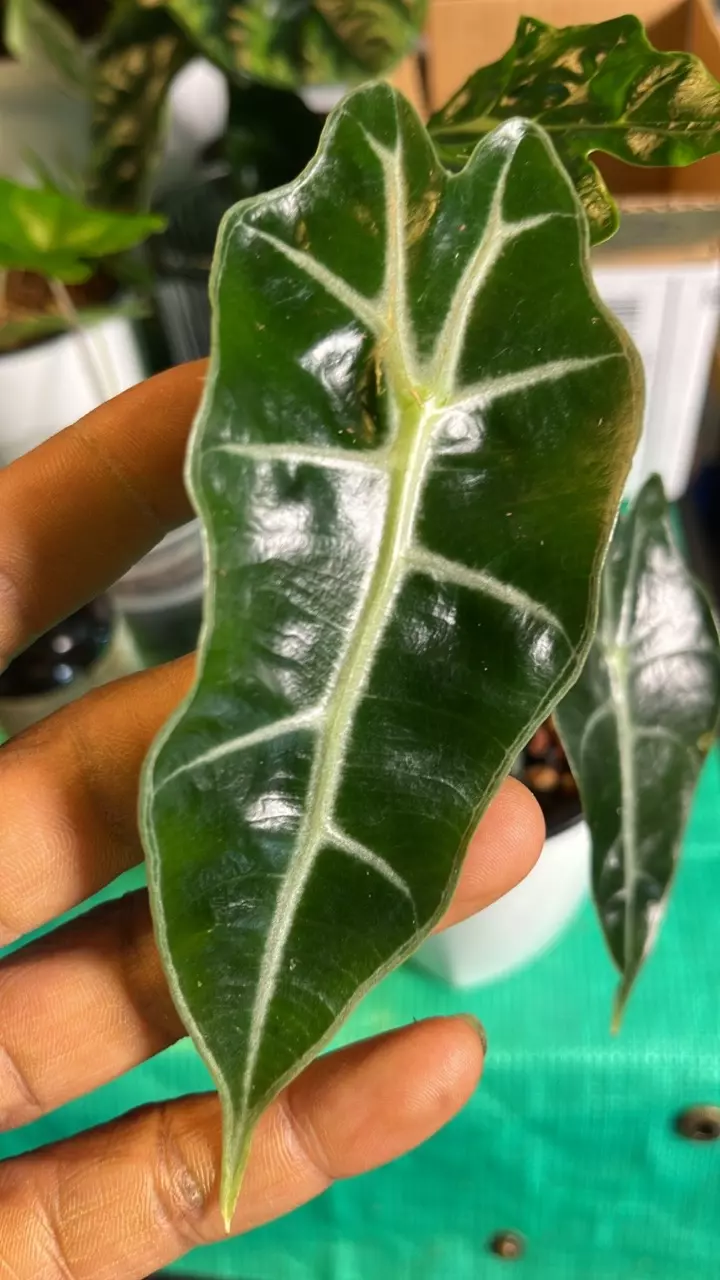 Alocasia Polly – Pup & Corms Available thumbnail