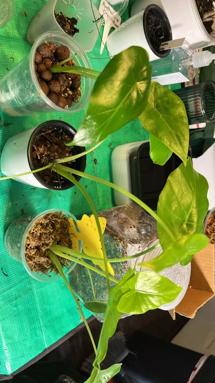 Alocasia Odora Pup – 2 in Pot thumbnail