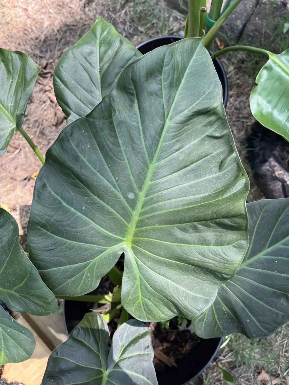 Alocasia Regal Shield Pup – 2 in Pot thumbnail