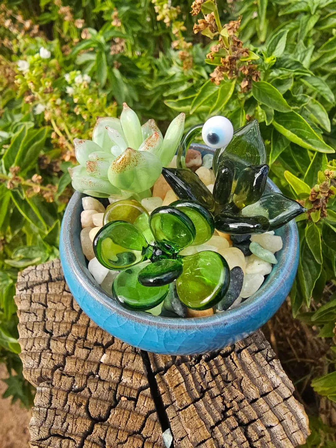 Glass succulent set with single eye monster thumbnail