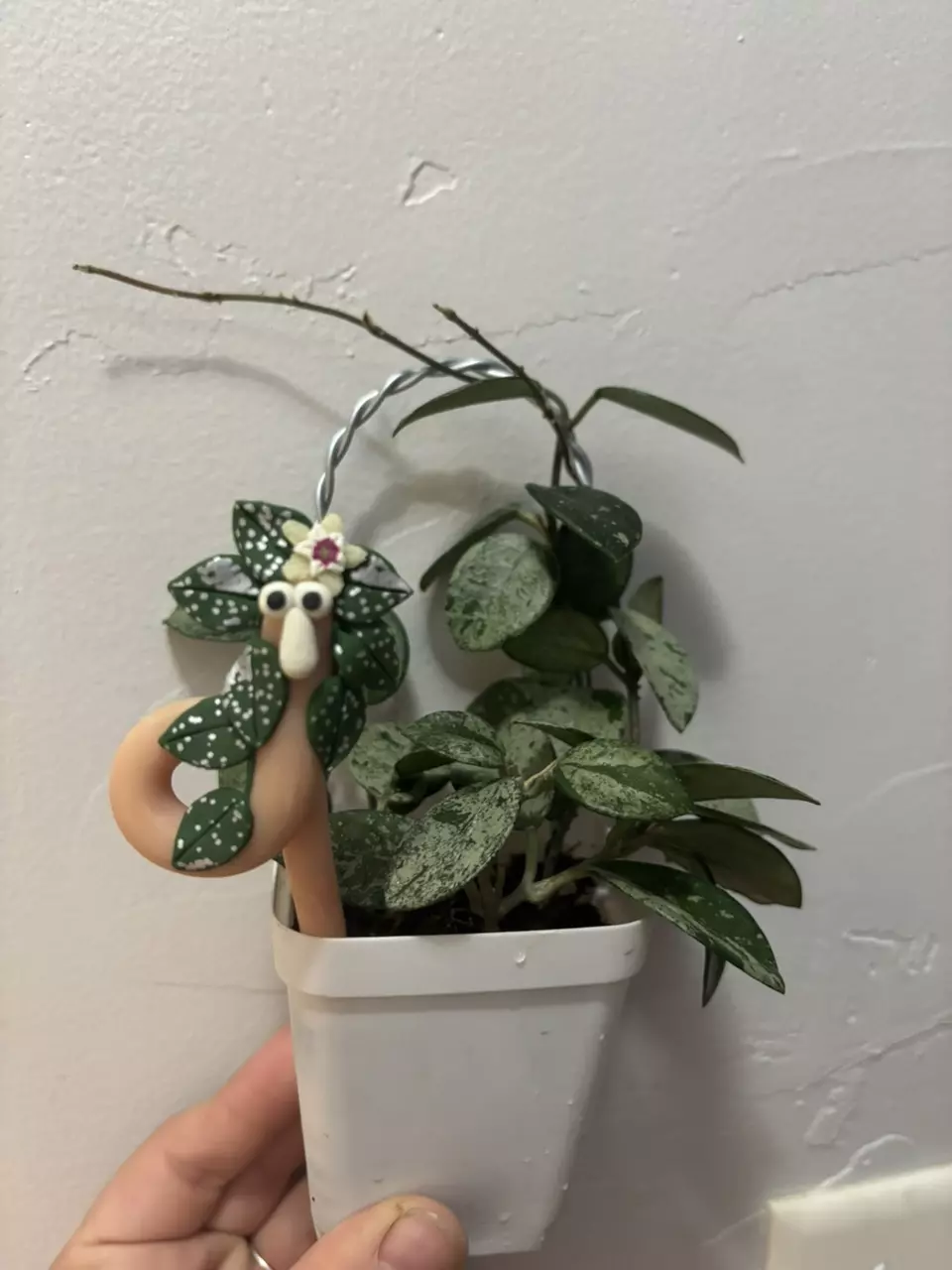 Hoya Mathilde Squirmy Wormy thumbnail