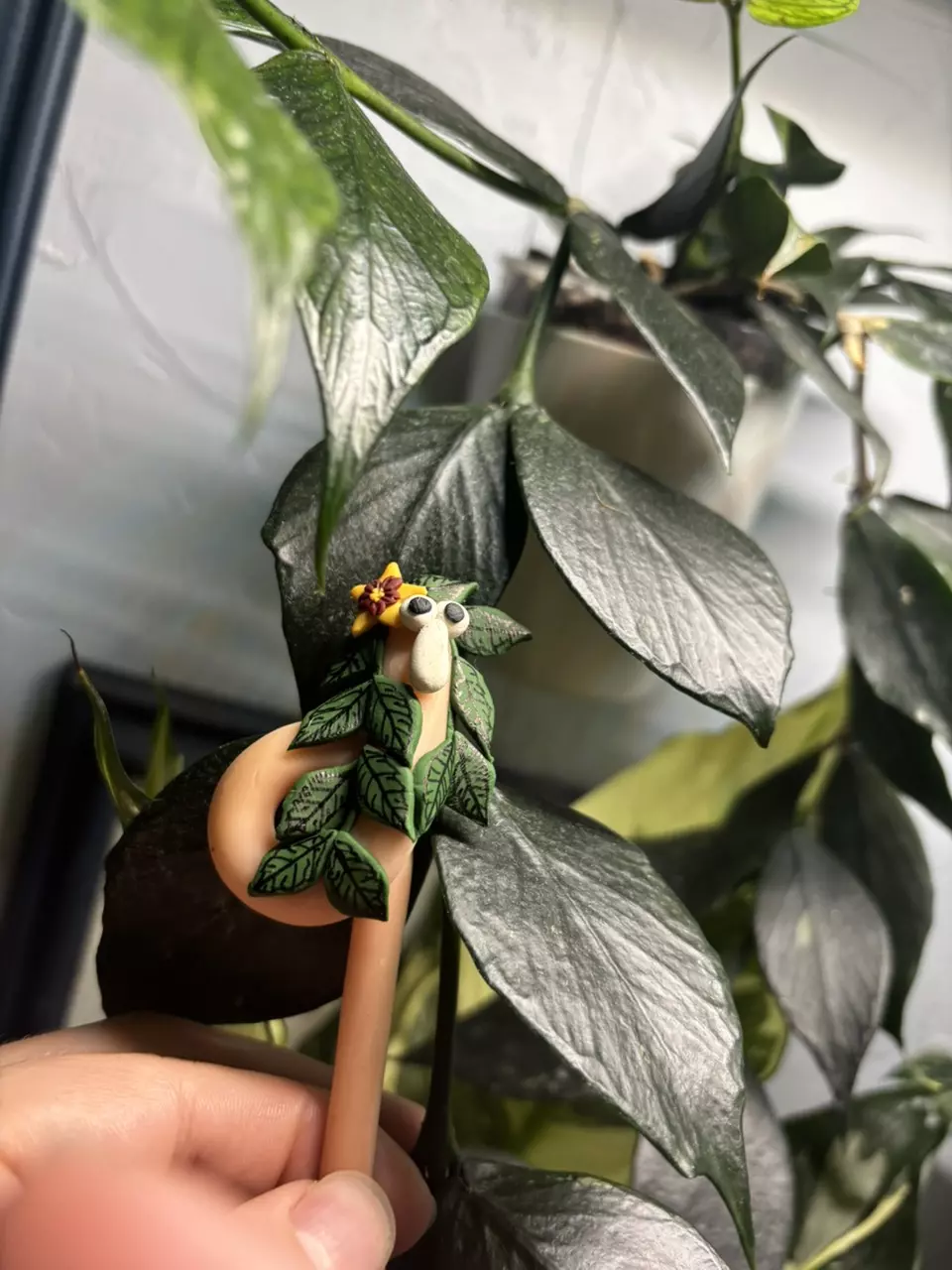 Hoya Polyneura Squirmy Wormy thumbnail