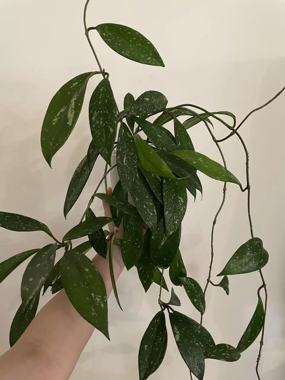 Hoya pubicalyx thumbnail