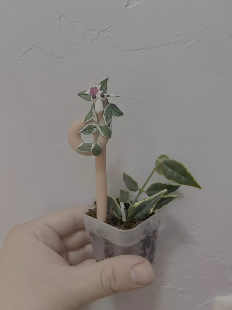 Hoya Bella Outer Variegated Squirmy Wormy thumbnail