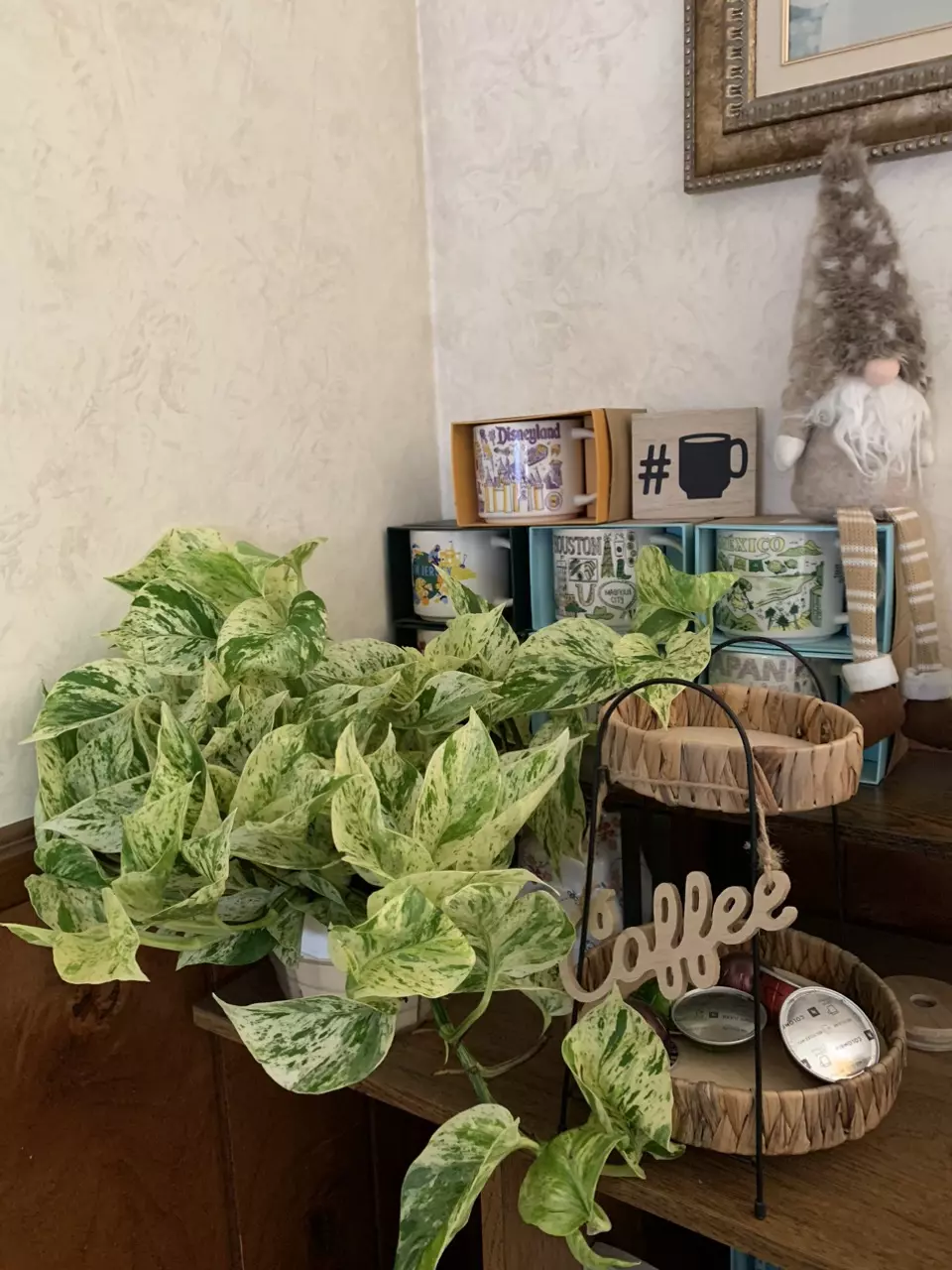Marble queen Pothos planted in 6inch pot with hanger thumbnail