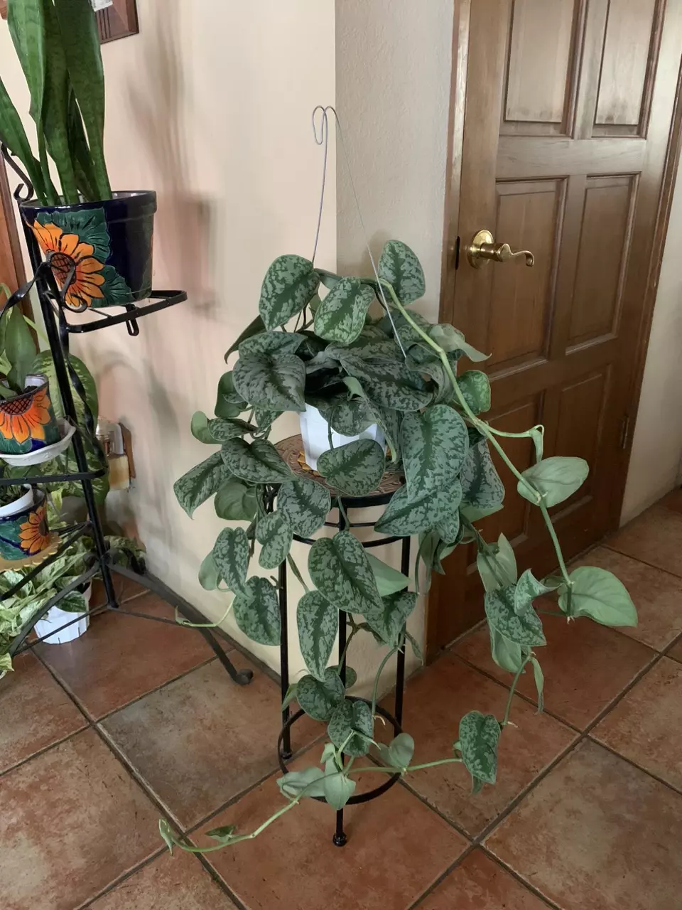 Silver Splash potho 6inch potted with hanger thumbnail