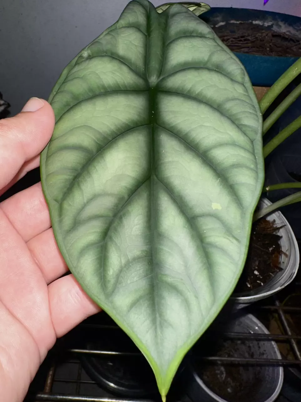 Silver Dragon Alocasia - Sport variegated thumbnail