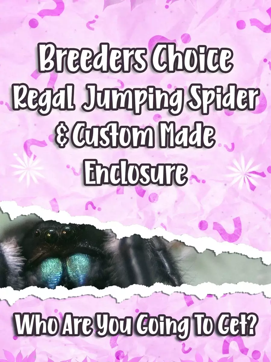 BREEDERS CHOICE | Regal Jumping Spider & Custom Enclosure thumbnail