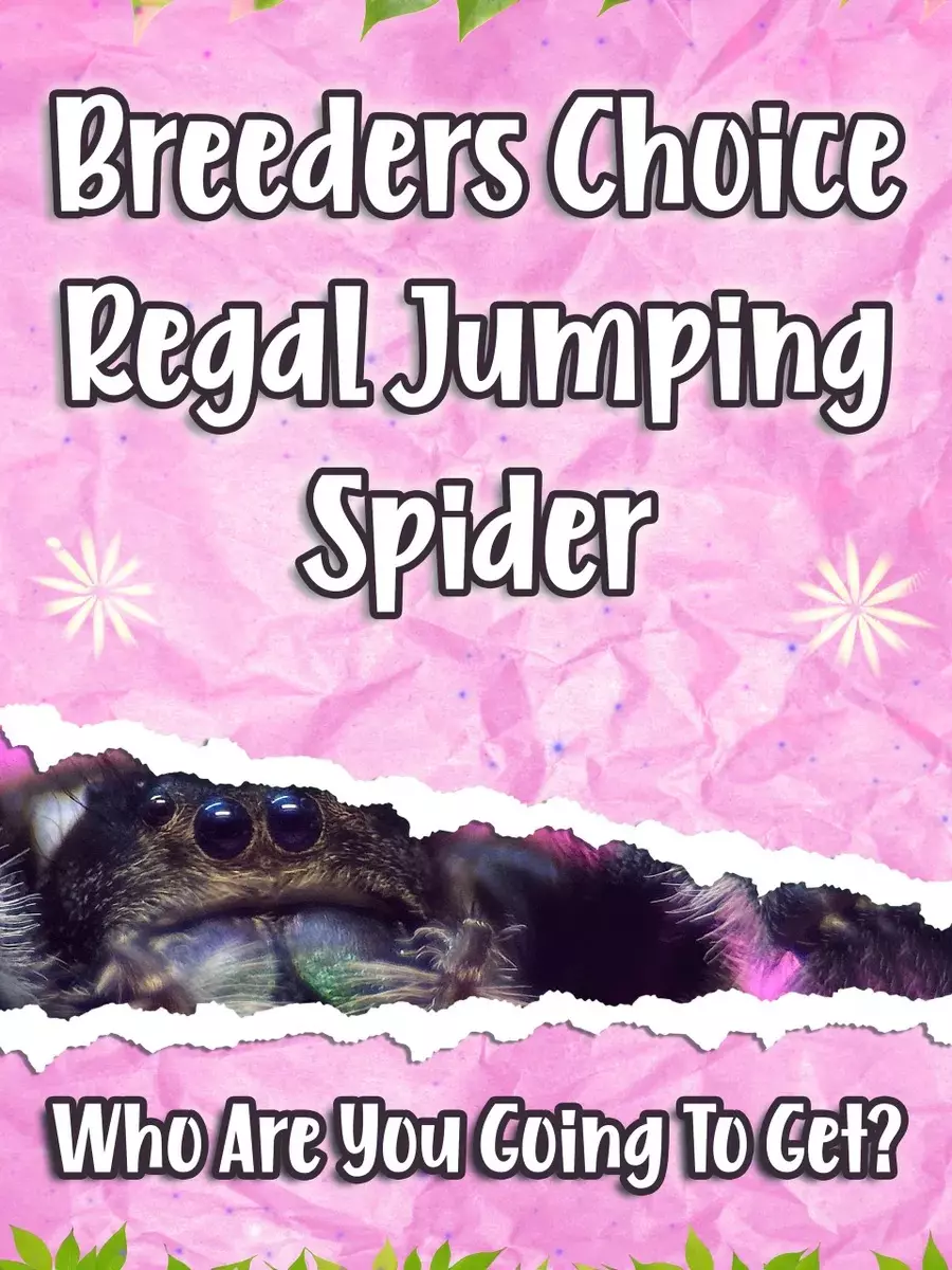 BREEDERS CHOICE | Regal Jumping Spider thumbnail