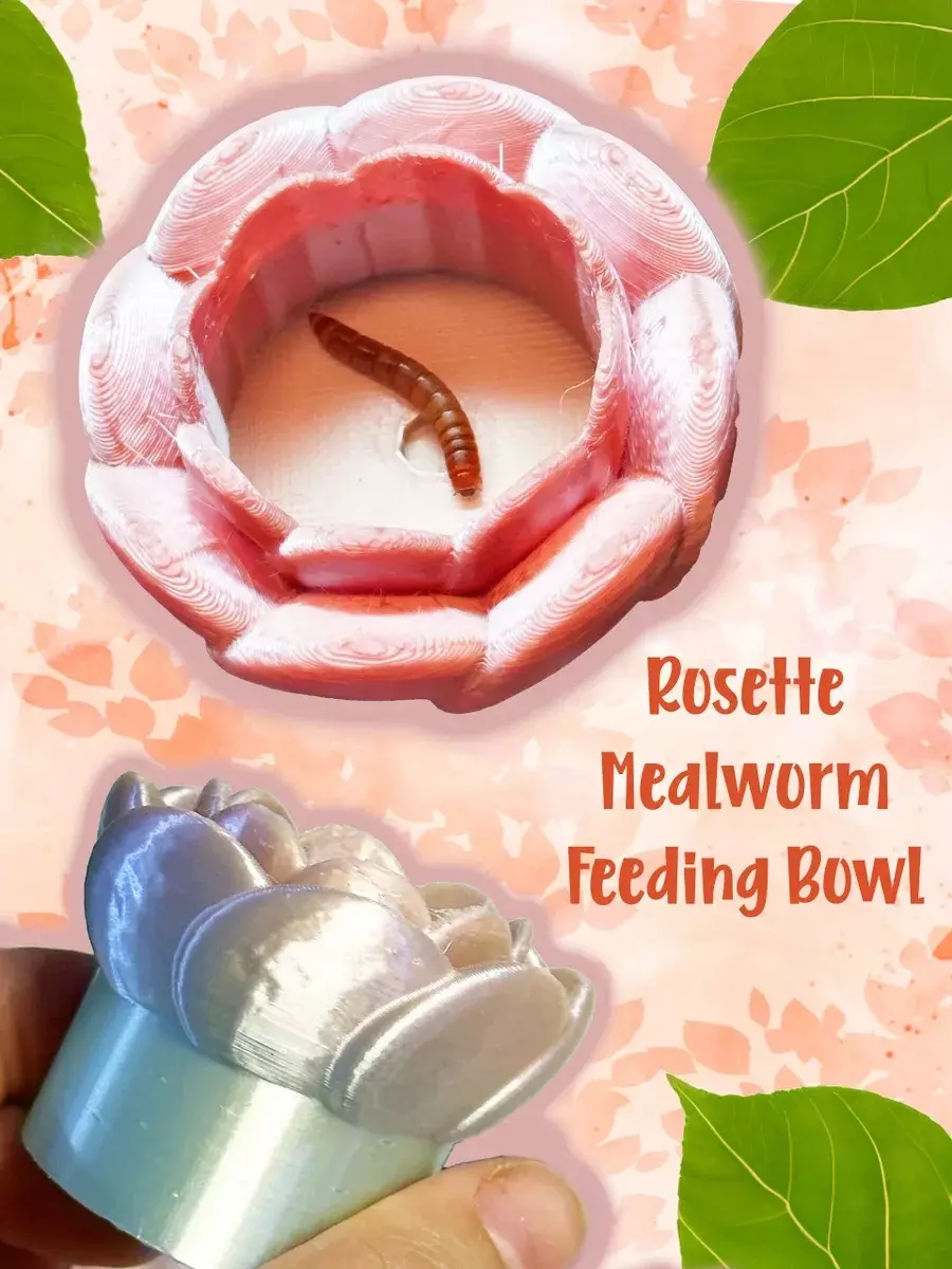 Rosette Mealworm Enclosure Feeding Bowl for Jumping Spiders thumbnail