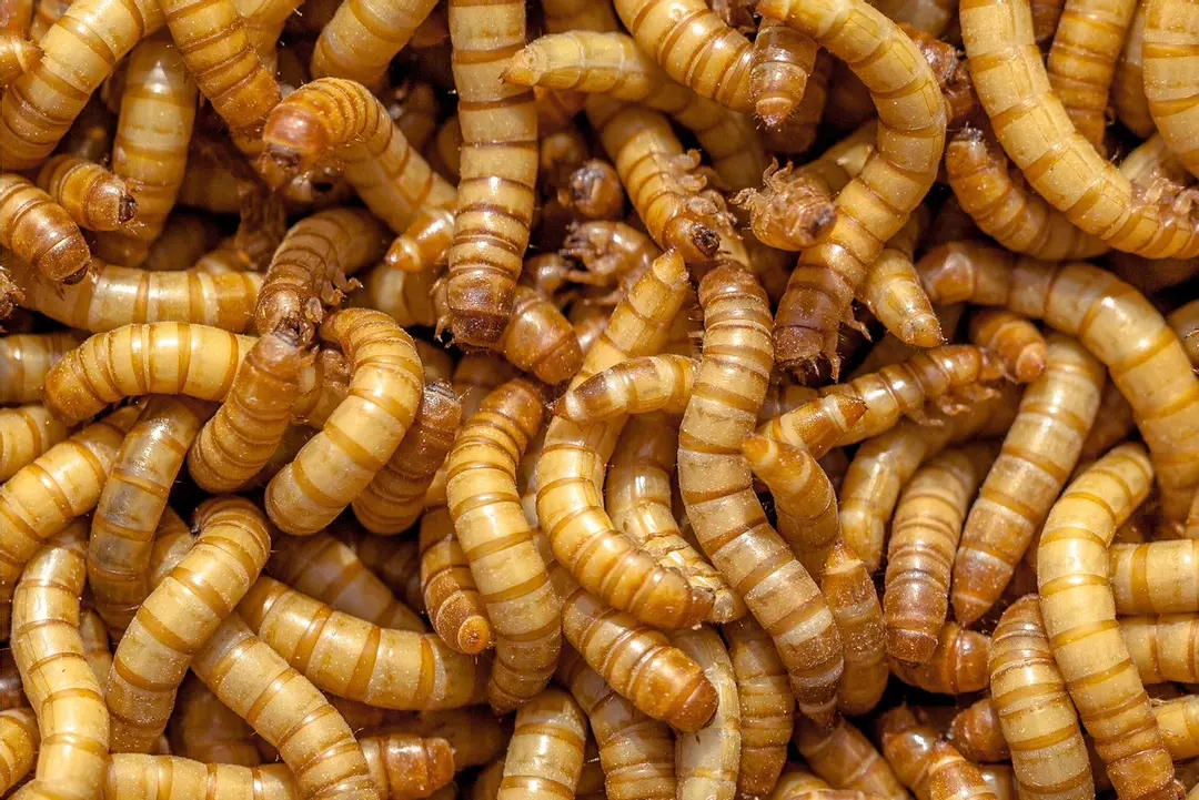 Mini Mealworms 25 Ct (ADD ON ONLY) thumbnail
