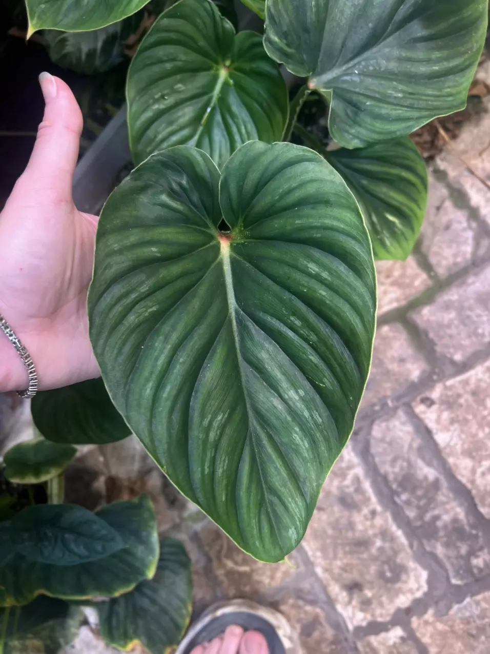 Philodendron Plowmanii thumbnail