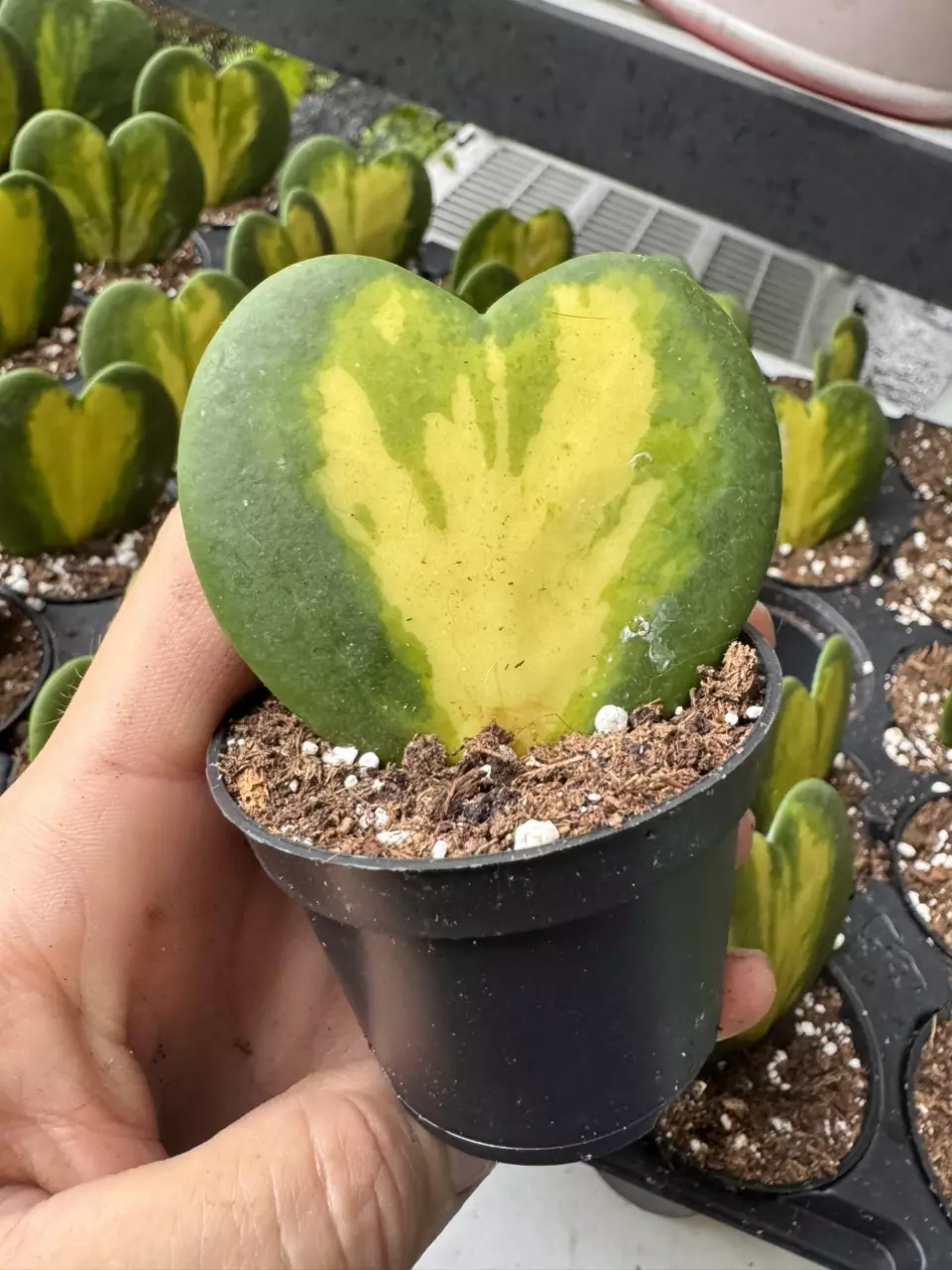 Hoya Heart ‘Flame’ thumbnail