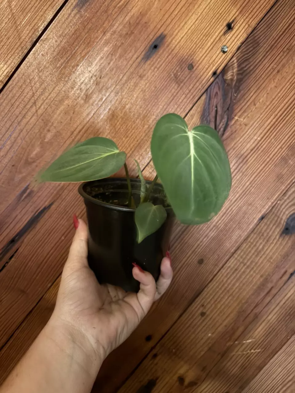 Philodendron Gloriosum thumbnail