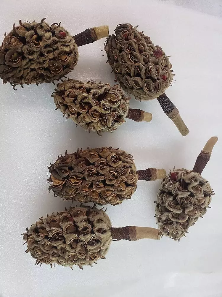 5ct Organic Magnolia Seed Pods thumbnail