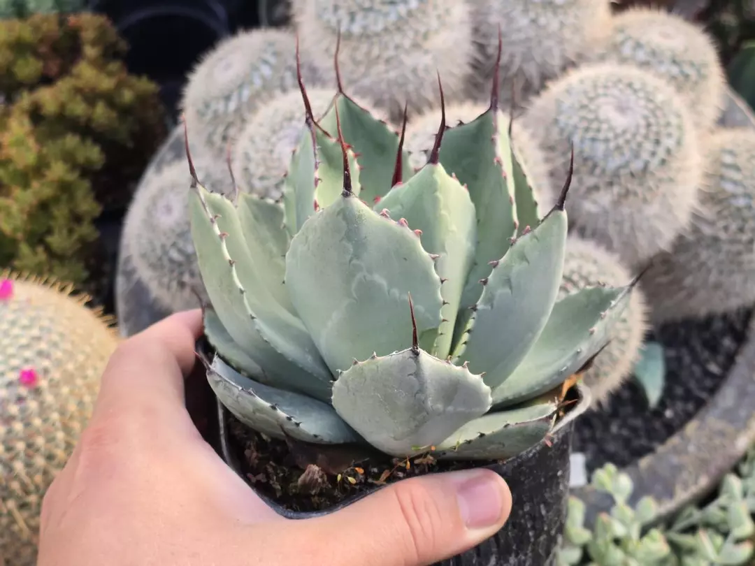Agave Parryi 4" Inch thumbnail