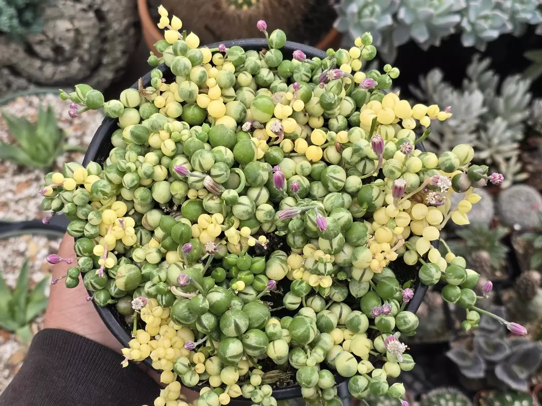 Variegated String of Pearls 6" Inch Pot Full thumbnail
