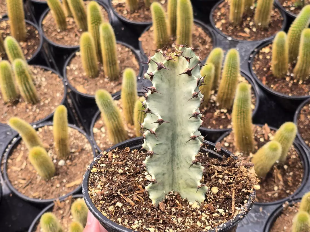 Euphorbia Ammak 6" Inch thumbnail