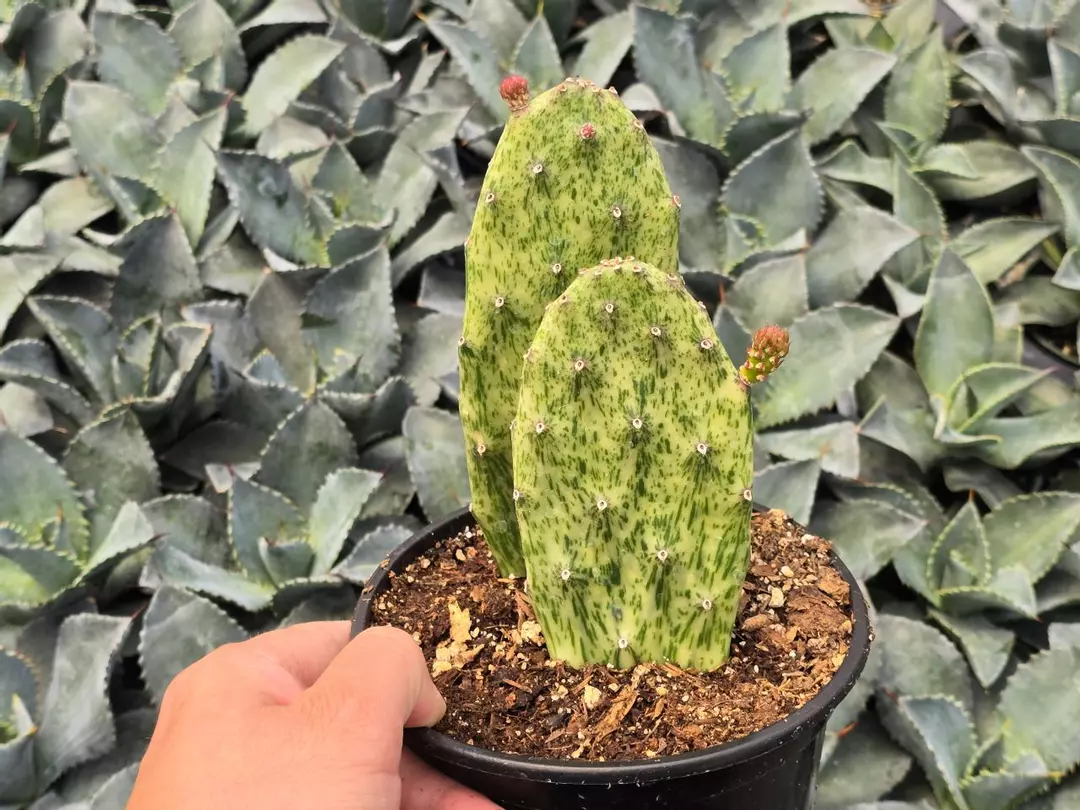 Opuntia Sunburts 6" Inch Pot - Double Pladdle thumbnail