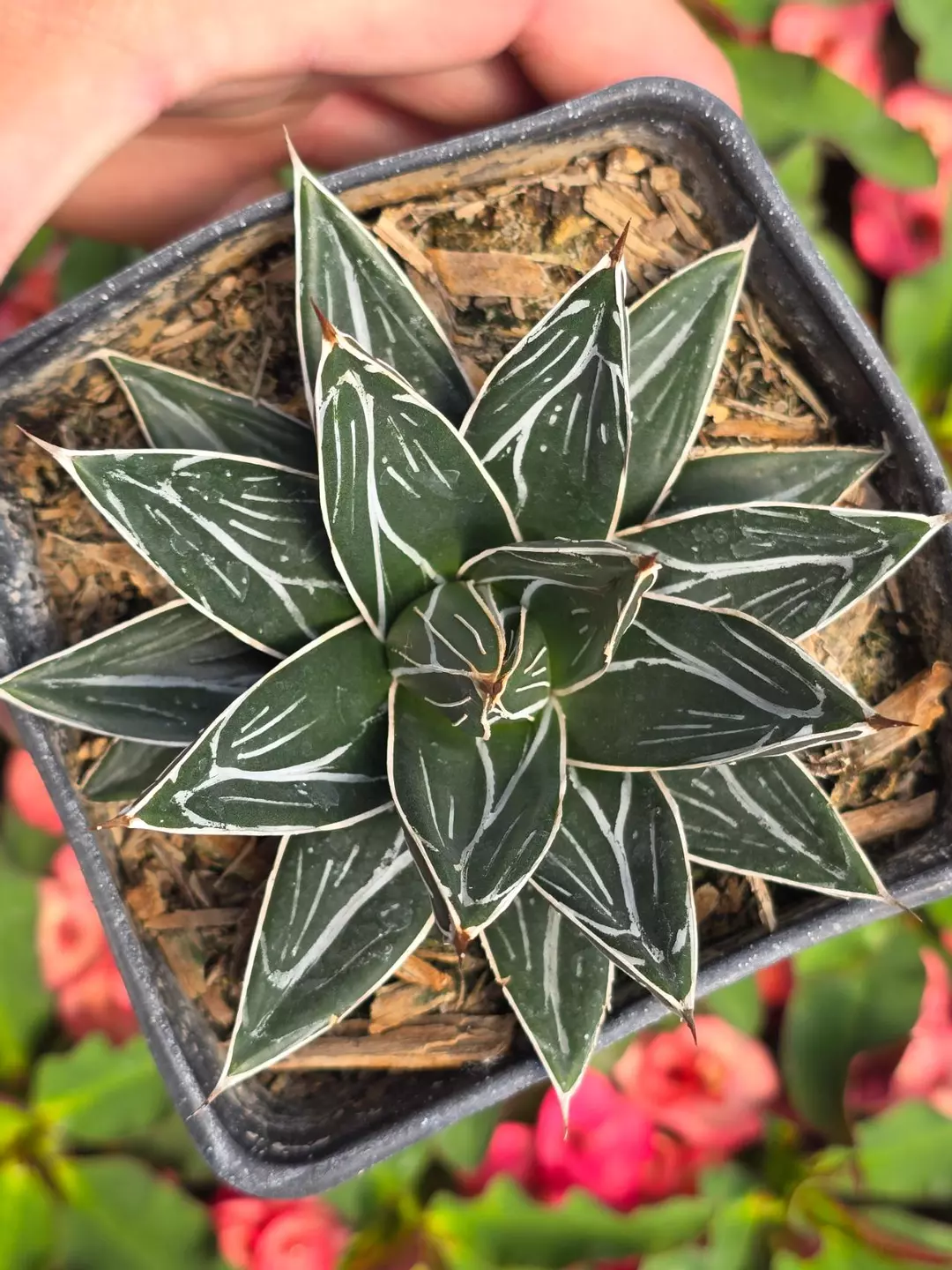Agave Vitoria Reginae 4" Inch Sqaure Pot thumbnail