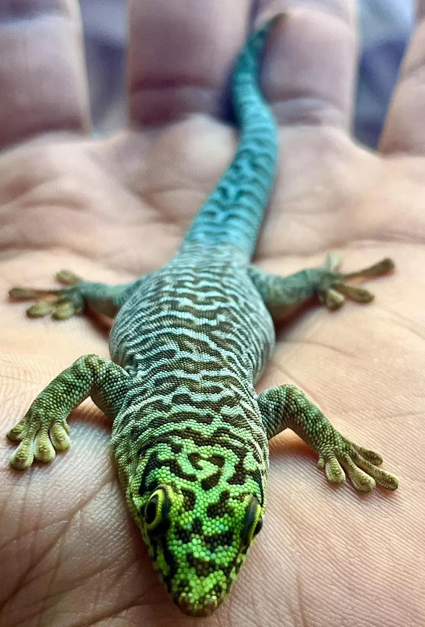 Baby Standing Day Gecko thumbnail