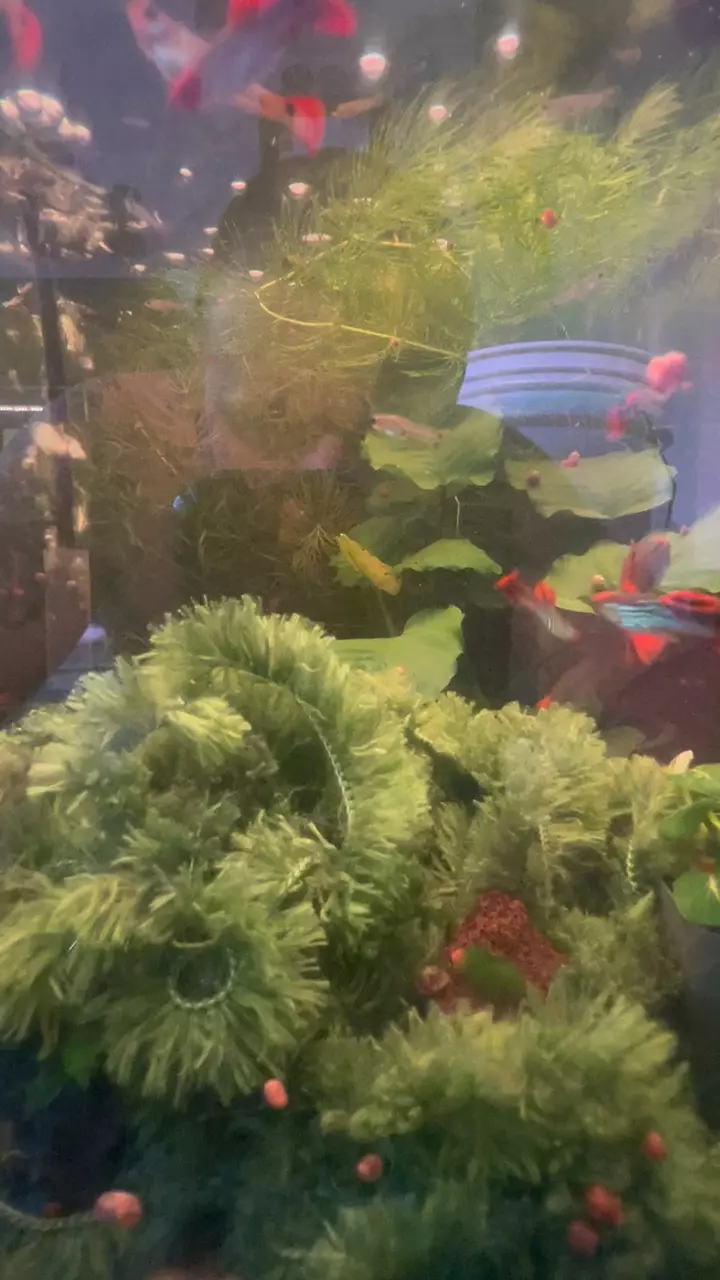 Trio of Orange Koi Metal Snakeskin Guppies thumbnail